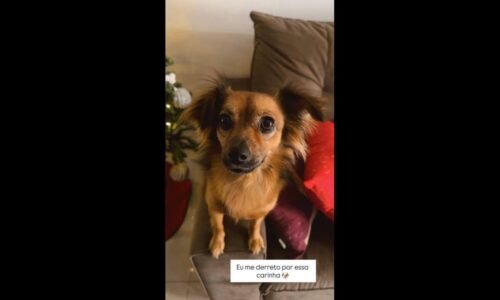 Cachorra Amora desapareceu no bairro Novo Milênio