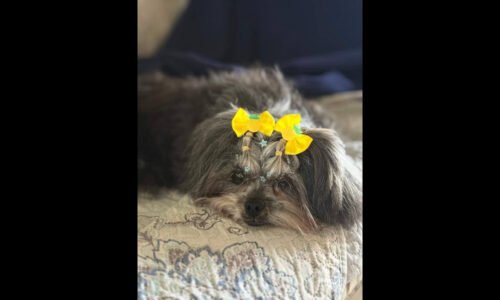 Cachorra Belinha desapareceu no bairro 14 de Novembro