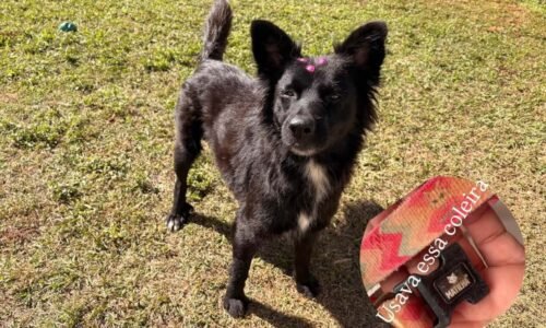 Cachorra é encontrada no bairro Tropical III