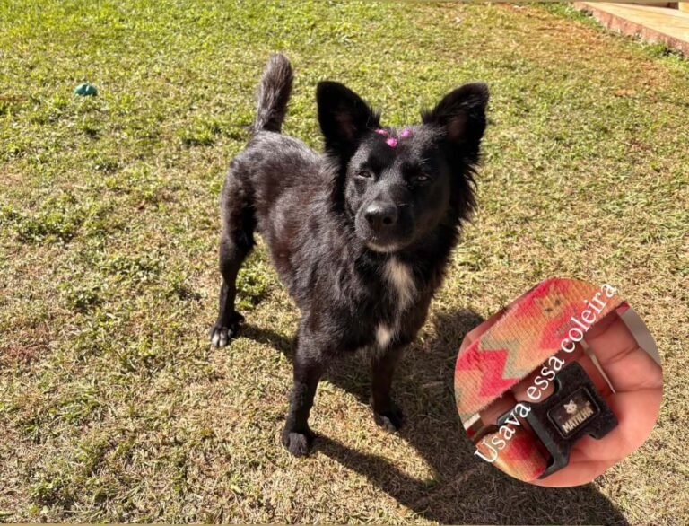 Cachorra é encontrada no bairro Tropical III