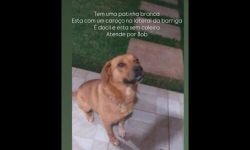 Cachorro Bob desapareceu no bairro Pioneiros Catarinenses