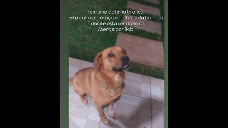 Cachorro Bob desapareceu no bairro Pioneiros Catarinenses