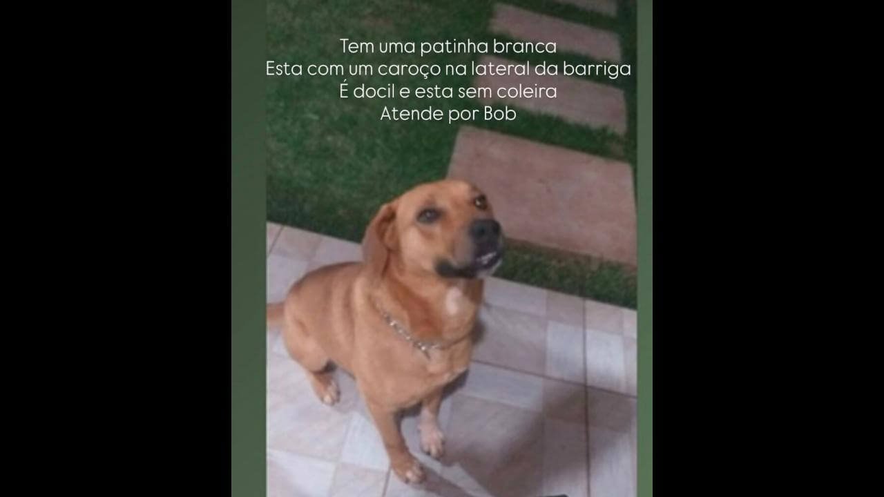 Cachorro Bob desapareceu no bairro Pioneiros Catarinenses