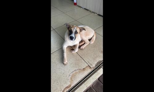 Cachorro é encontrado no bairro Esmeralda