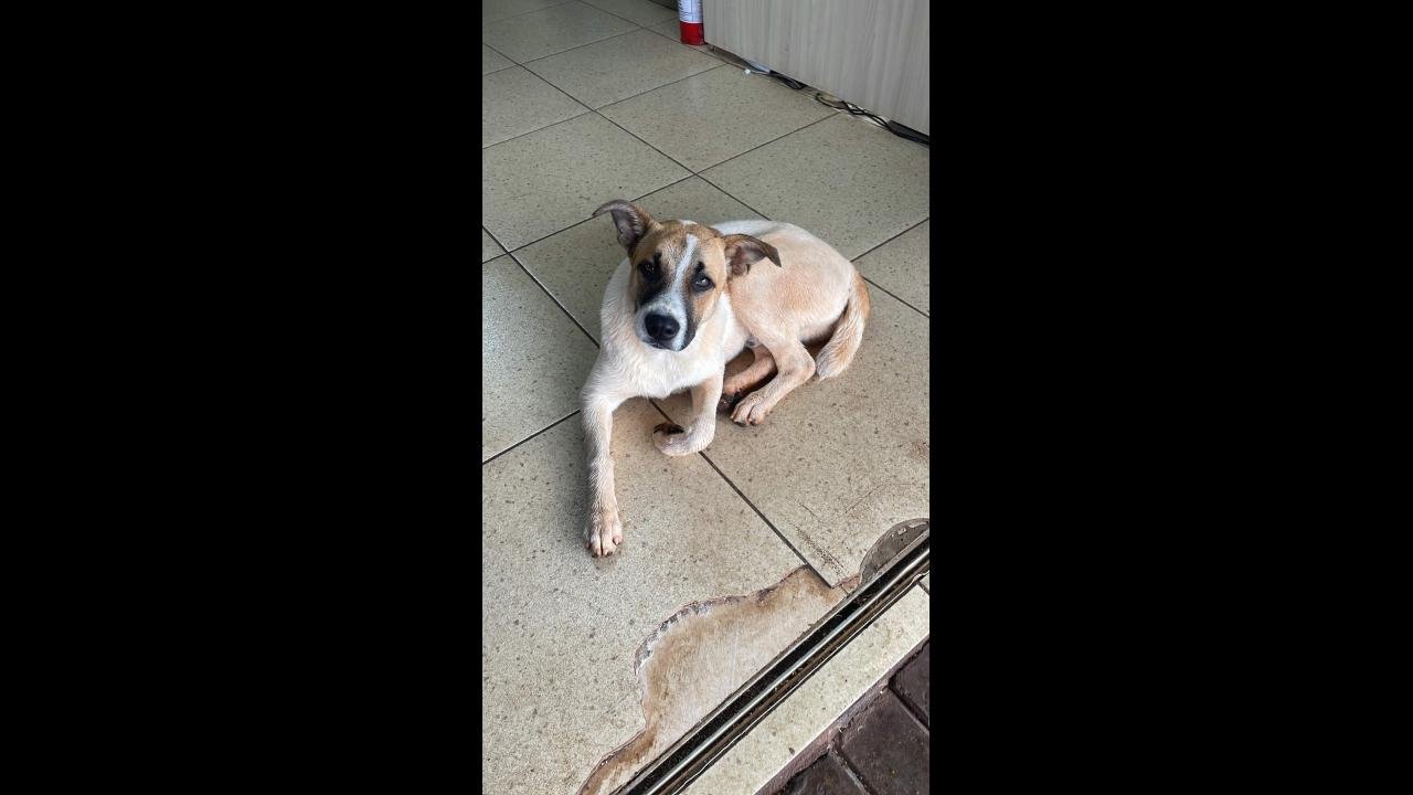 Cachorro é encontrado no bairro Esmeralda