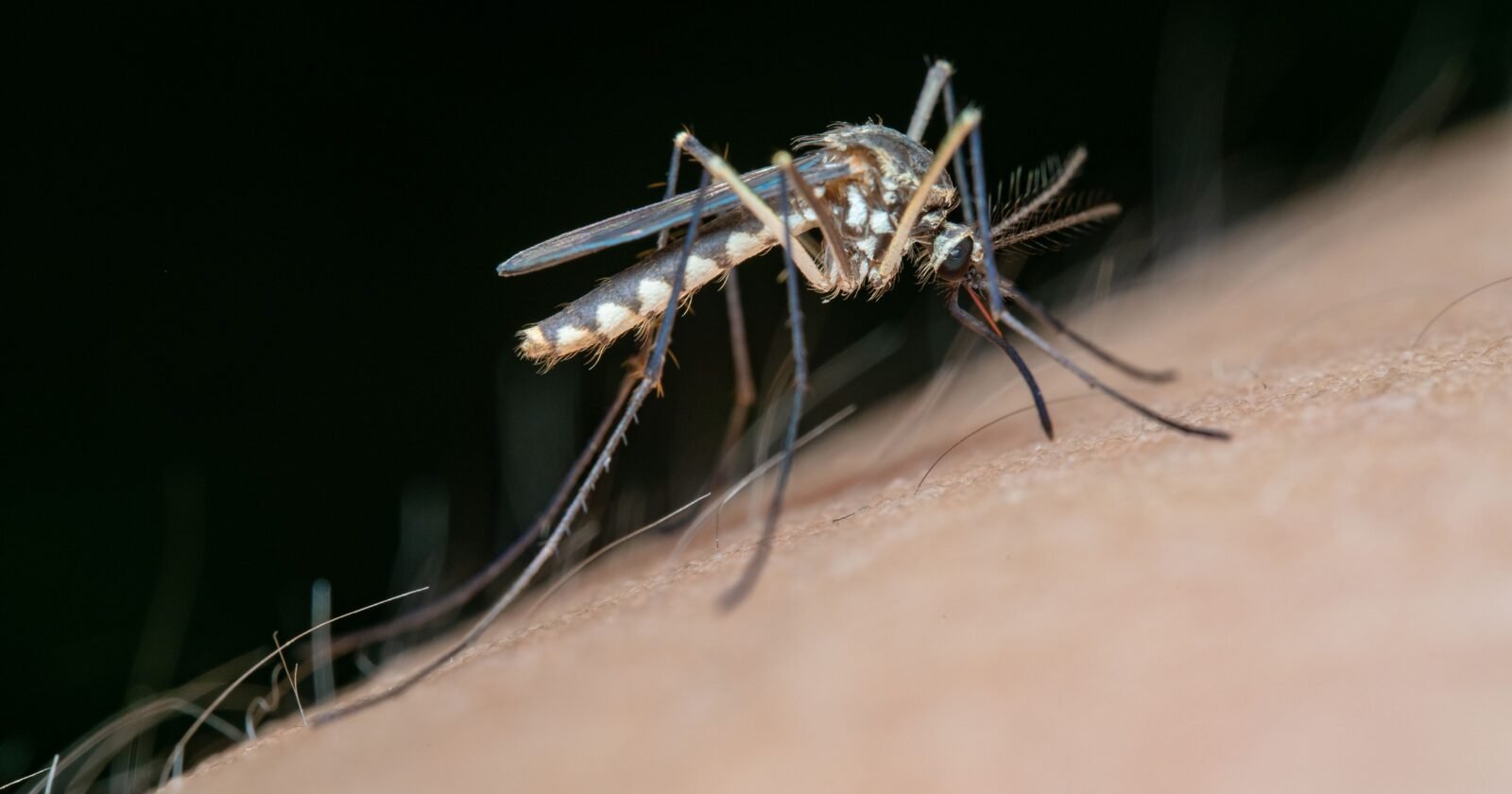 Chikungunya dispara em Toledo e já supera total de casos registrados em todo o ano passado