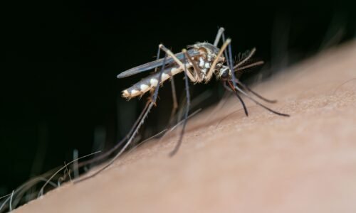 Chikungunya dispara em Toledo e já supera total de casos registrados em todo o ano passado