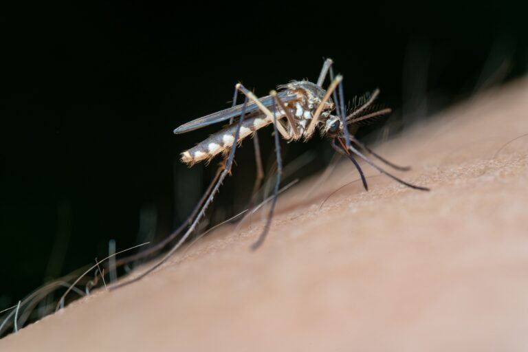 Chikungunya dispara em Toledo e já supera total de casos registrados em todo o ano passado