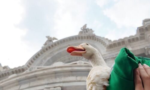 El pato Merlín, la mascota no oficial de México
