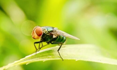 Flesh-eating screwworm detected 25 miles from U.S. border, USDA says