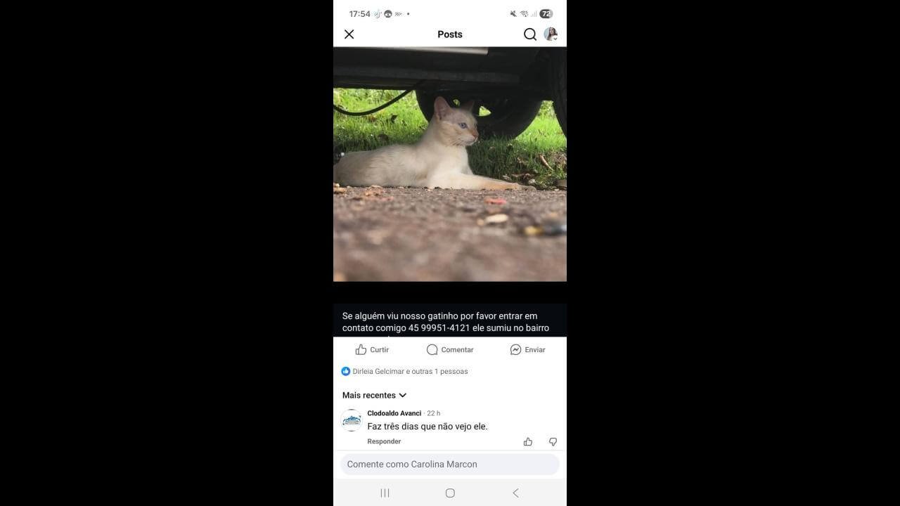 Gato Pudim desapareceu no bairro Parque Verde