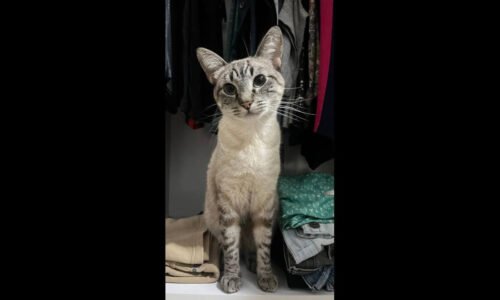 Gato Snow desapareceu no bairro Barcelona