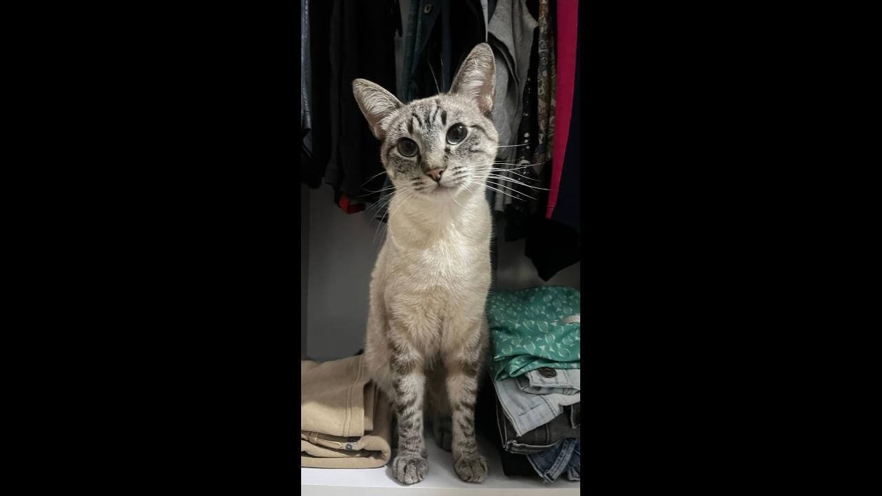 Gato Snow desapareceu no bairro Barcelona