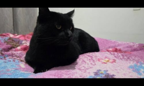 Gato é encontrado no bairro Country