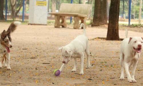 Lei torna crime exercício ilegal da medicina veterinária 