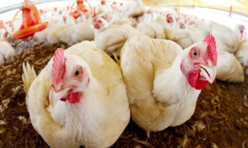 Oeste do Paraná quer liderar conhecimento em proteínas até 2040