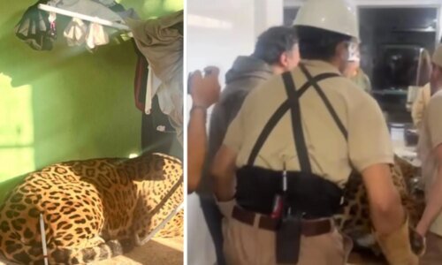 Onça-pintada de 75 kg é capturada em área residencial de Foz do Iguaçu