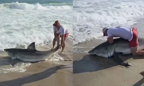Vídeo mostra pescador fisgando tubarão-branco gigante em praia nos EUA; animal foi devolvido ao mar