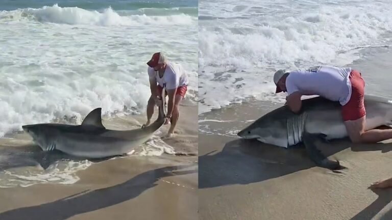 Vídeo mostra pescador fisgando tubarão-branco gigante em praia nos EUA; animal foi devolvido ao mar