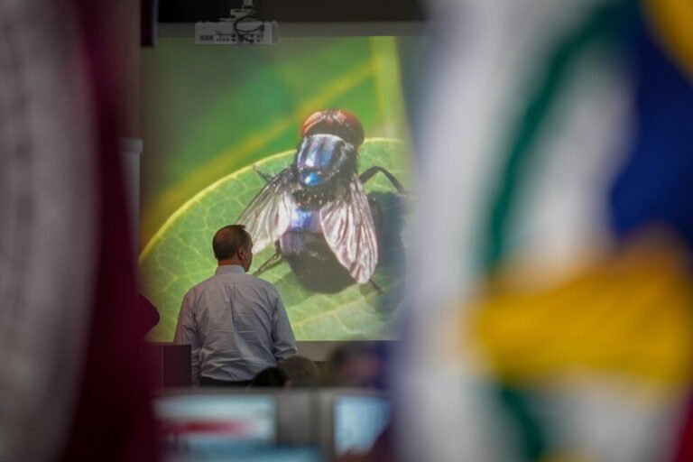 What to know about the New World screwworm fly, now in US