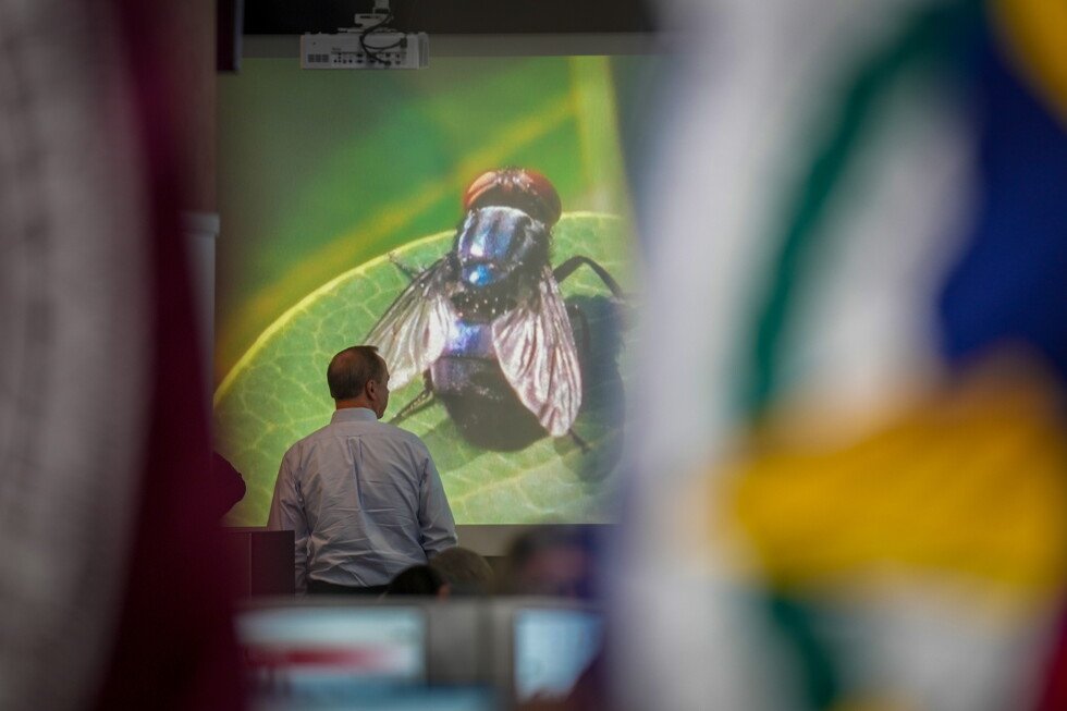 What to know about the New World screwworm fly, now in US