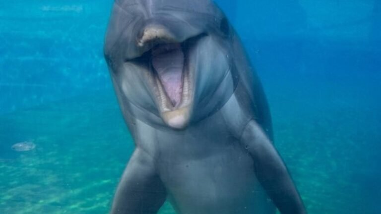 ‘Dottie’ SeaWorld San Diego dolphin dies at 39 – NBC 7 San Diego