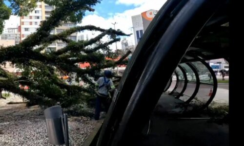 Árvore cai sobre estação-tubo na Praça Rui Barbosa, no Centro de Curitiba