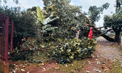 Árvore imensa cai sobre terreno de vizinho e destrói muro no Periolo