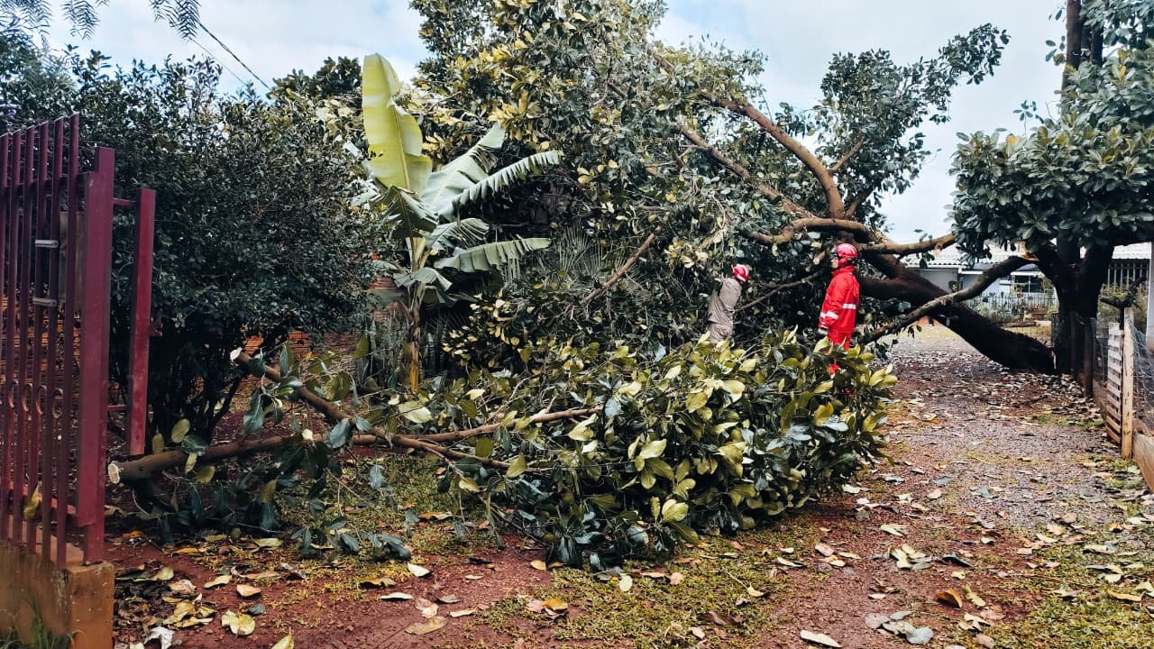 Árvore imensa cai sobre terreno de vizinho e destrói muro no Periolo