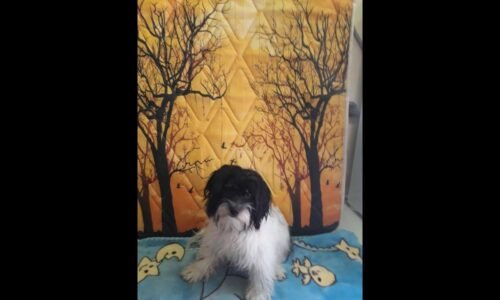 Cachorra Lilica desapareceu no bairro Floresta