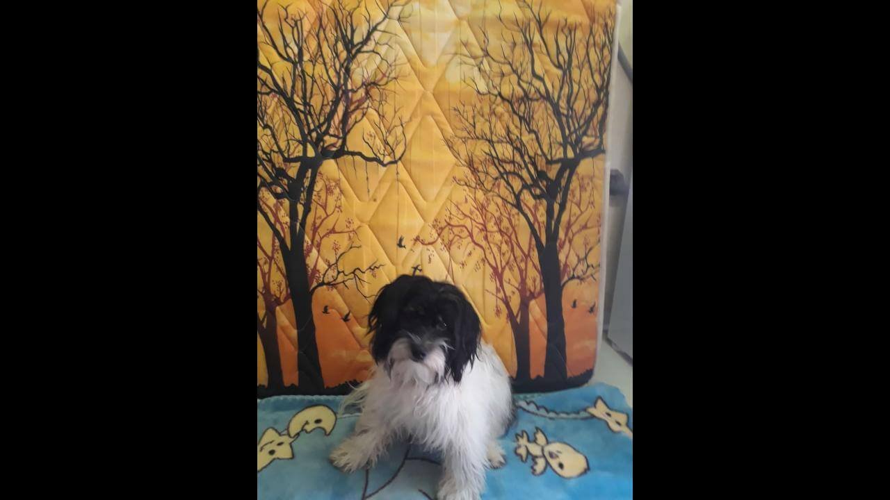 Cachorra Lilica desapareceu no bairro Floresta