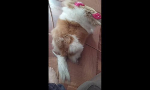 Cachorra Nina desapareceu no bairro Interlagos