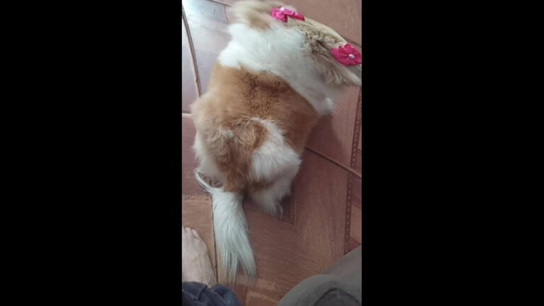 Cachorra Nina desapareceu no bairro Interlagos