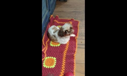 Cachorra Nina desapareceu no bairro Maria Luiza