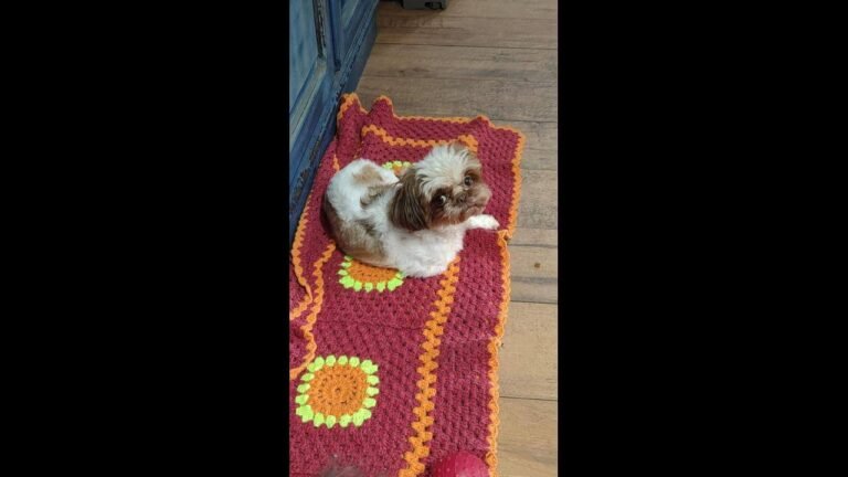 Cachorra Nina desapareceu no bairro Maria Luiza
