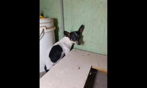Cachorra é encontrada no bairro Guarujá