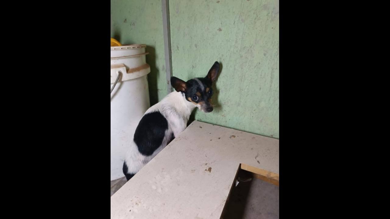 Cachorra é encontrada no bairro Guarujá