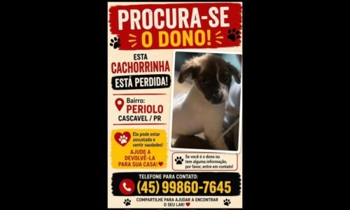 Cachorra é encontrada no bairro Periolo