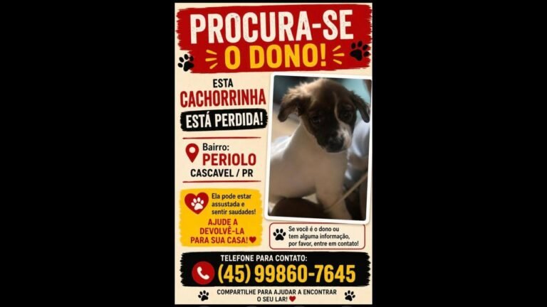 Cachorra é encontrada no bairro Periolo