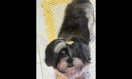 Cachorro Iron desapareceu no bairro Nova Cidade