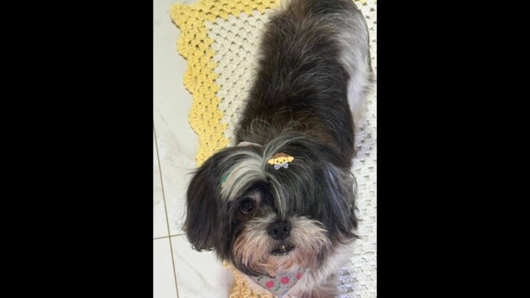 Cachorro Iron desapareceu no bairro Nova Cidade