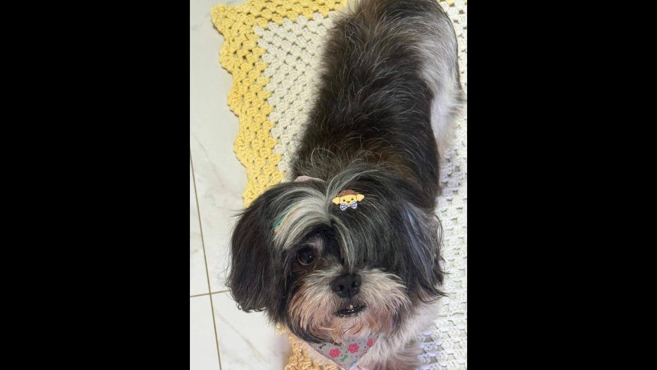 Cachorro Iron desapareceu no bairro Nova Cidade