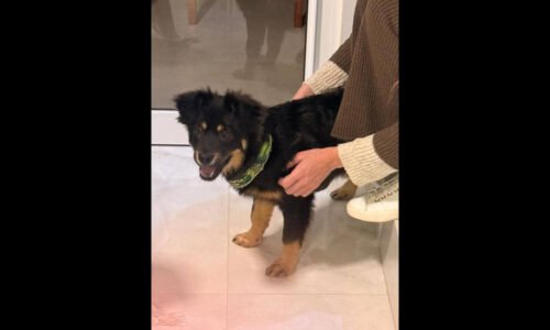 Cachorro é encontrado no bairro Neva
