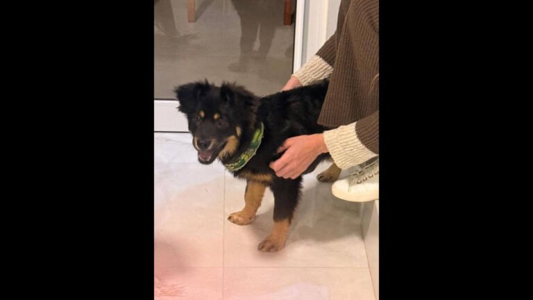 Cachorro é encontrado no bairro Neva