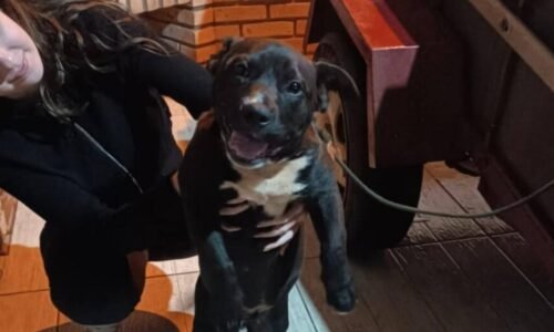 Cachorro é encontrado no bairro Periolo