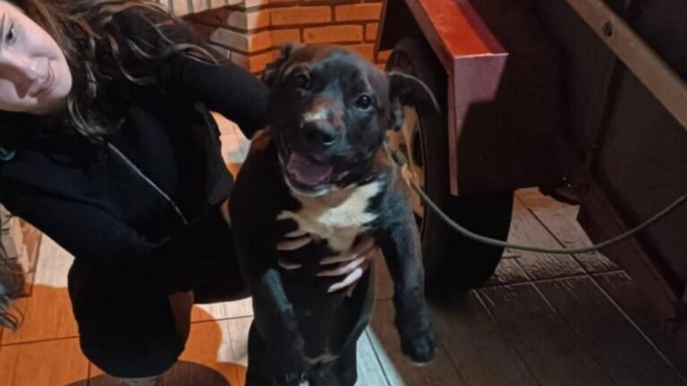 Cachorro é encontrado no bairro Periolo