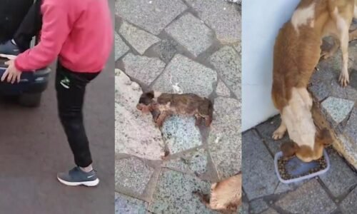 Cães desnutridos e filhote morto: Homem é preso após denúncia de maus-tratos no Santa Cruz