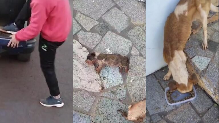 Cães desnutridos e filhote morto: Homem é preso após denúncia de maus-tratos no Santa Cruz