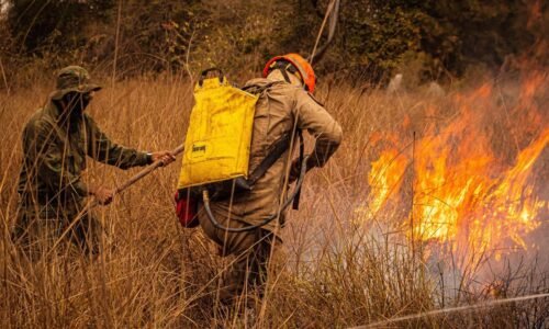 Enquanto muita gente dorme, tem quem esteja de olho na floresta; hoje é o Dia Mundial do Guarda-Florestal