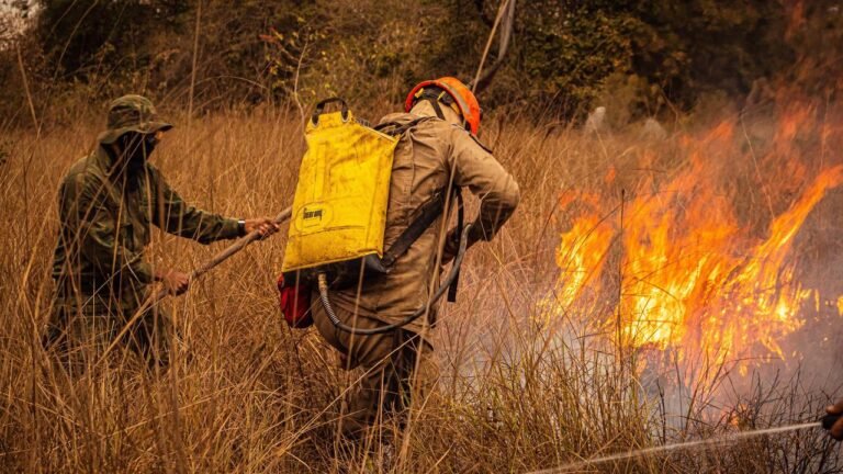Enquanto muita gente dorme, tem quem esteja de olho na floresta; hoje é o Dia Mundial do Guarda-Florestal